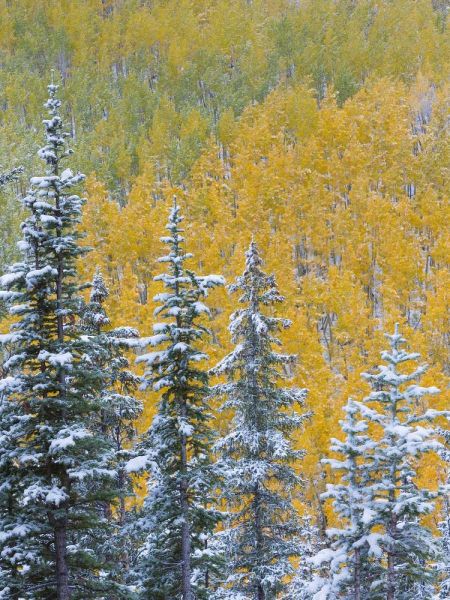 Colorado, Grand Mesa Early snowfall on forest